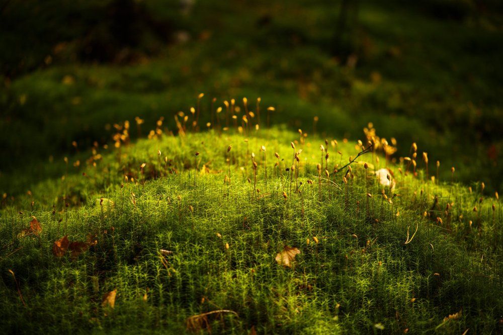 Дыхание леса