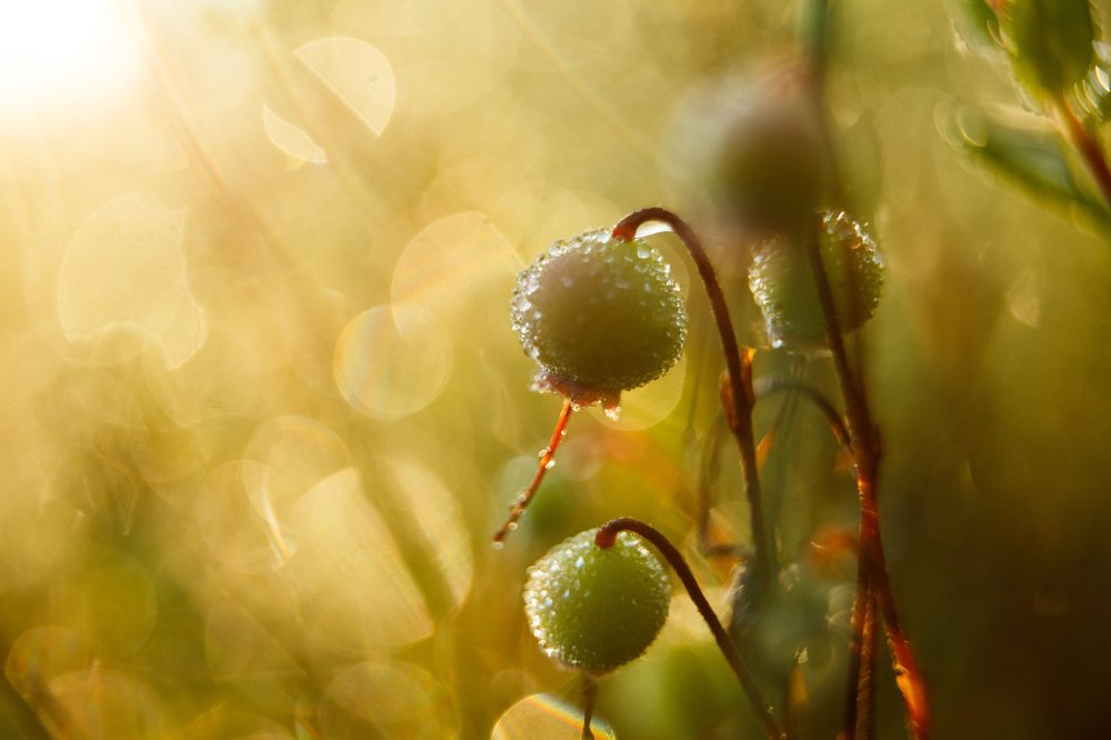 Свежесть утра