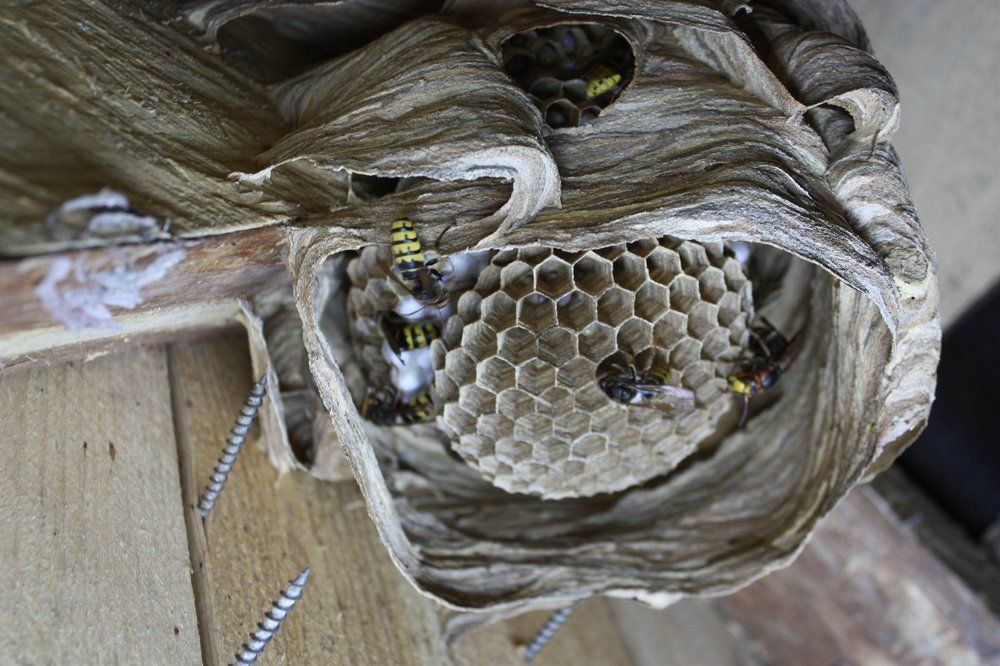 Гнездо шершней на моём чердаке. Снято в упор. И мы не поссорились.