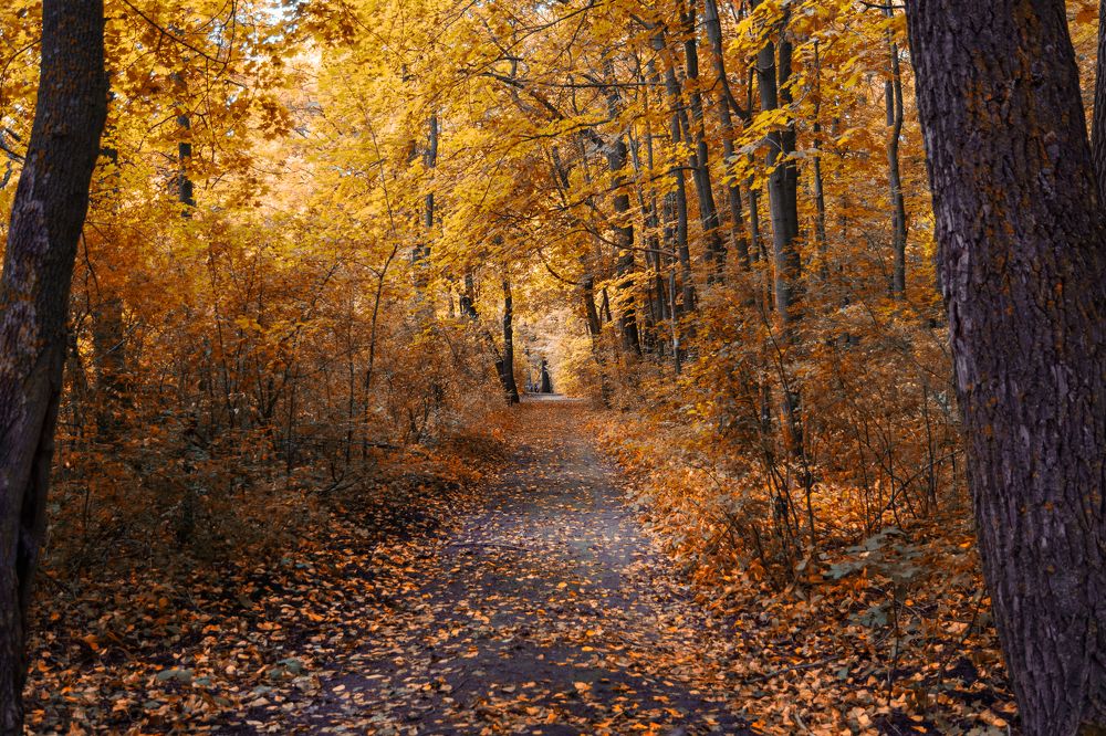 Осеннее настроение