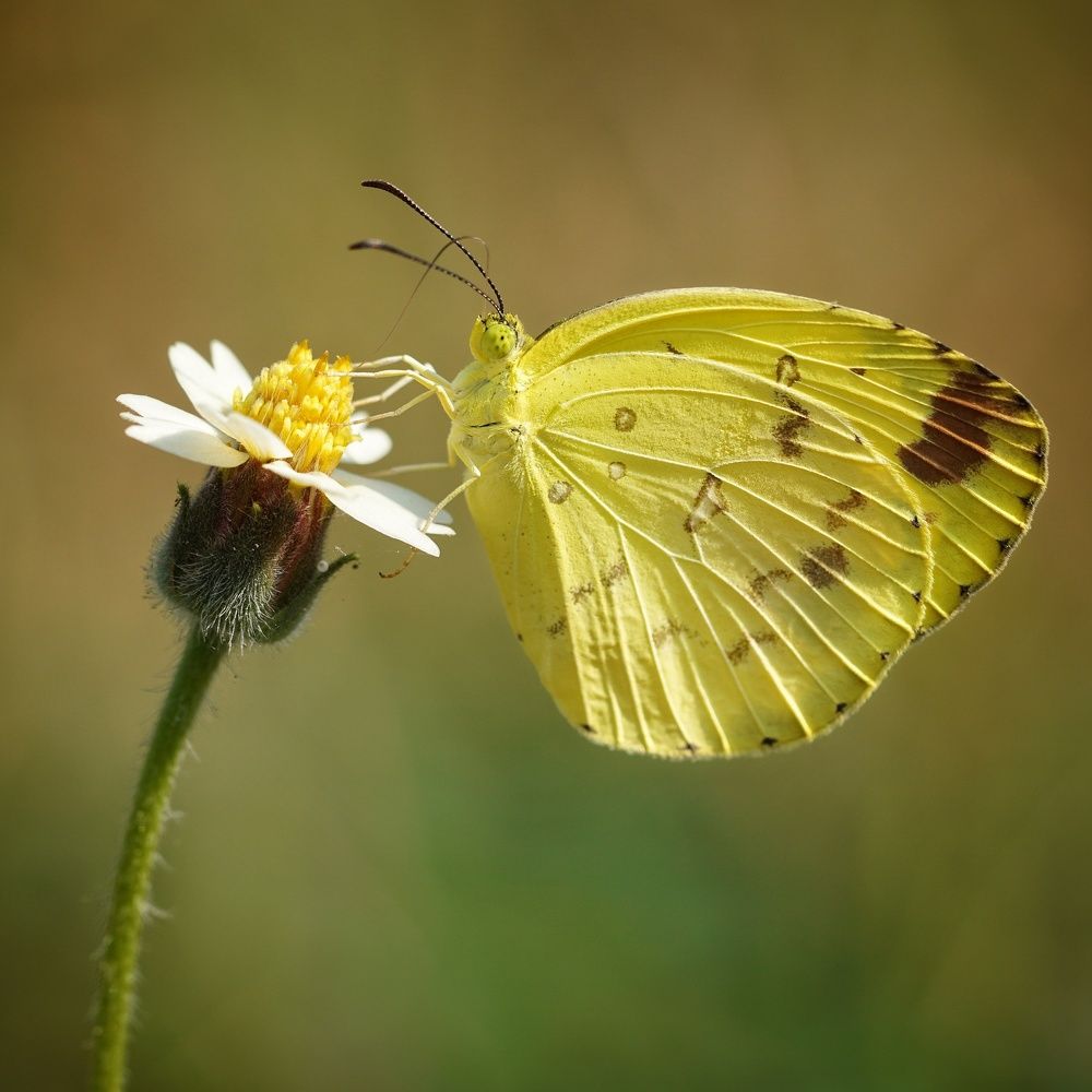 Chocolate Grass Yellow Butterfly