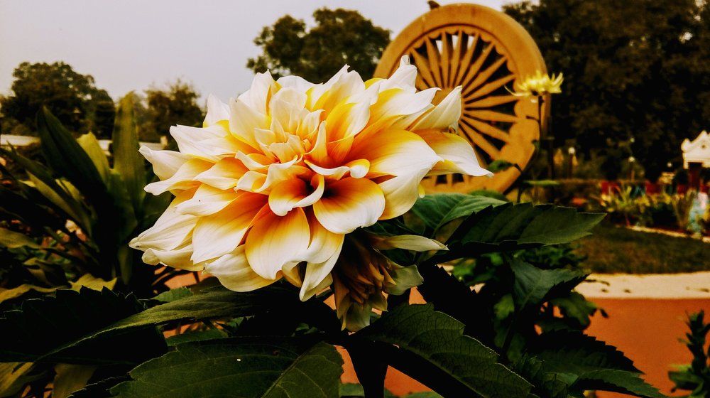 Indian Chakra and petals