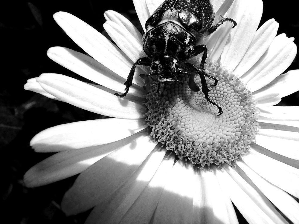 Большой брат (Big Brother)