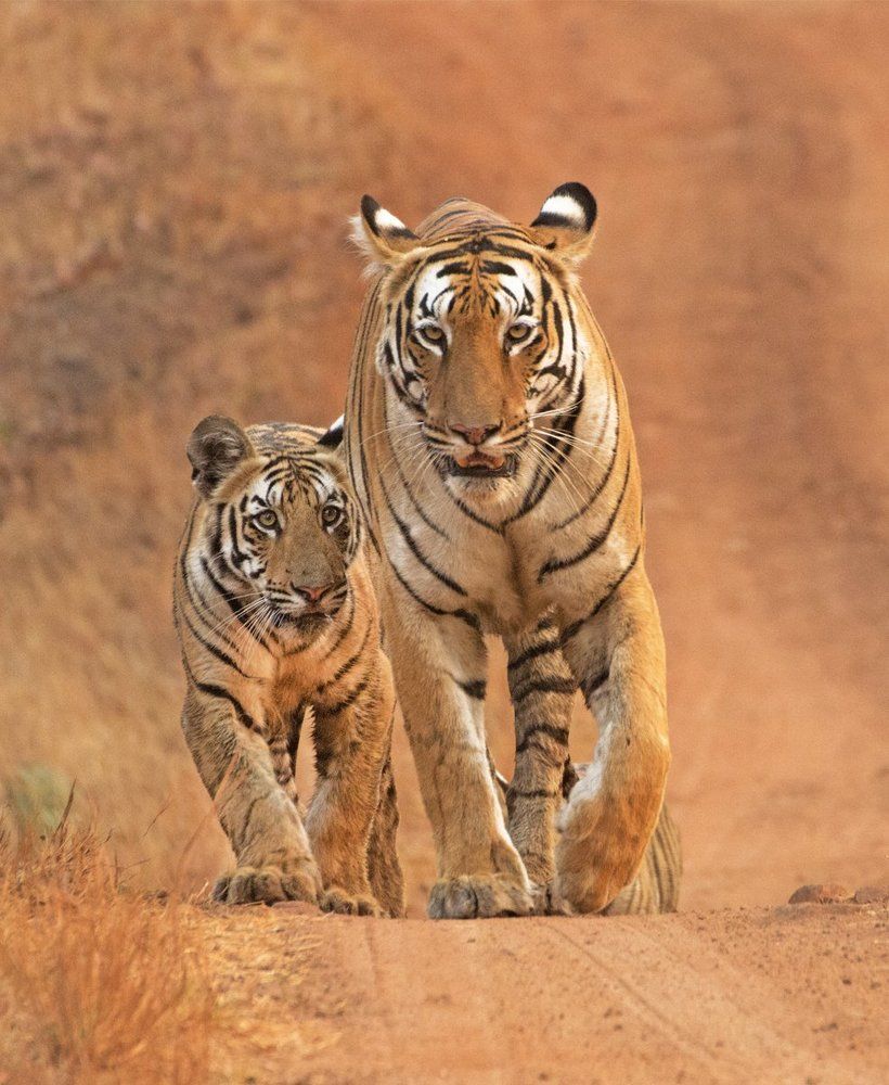 Royal mother and Cub