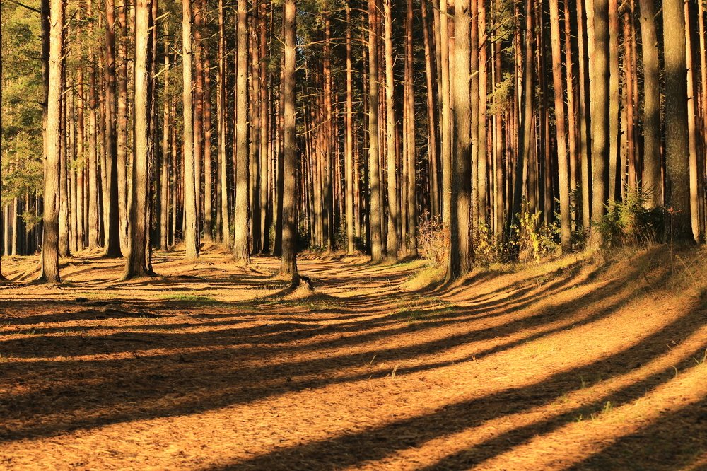 Фотография автора Юрий