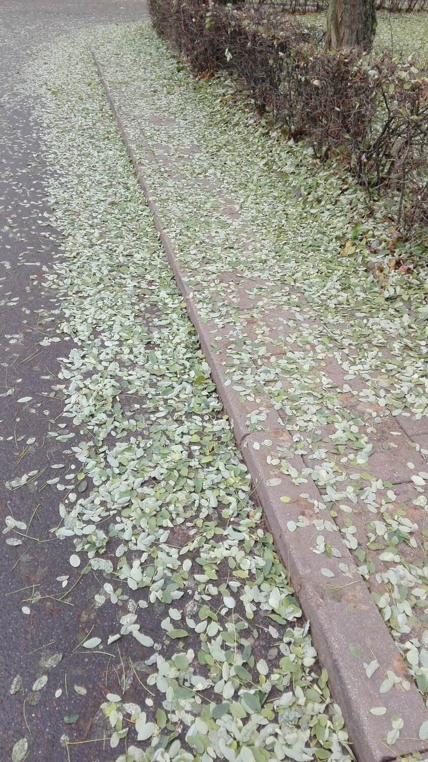 Городское поле.