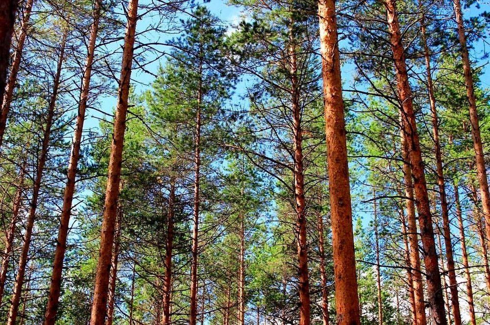 Выше только небо