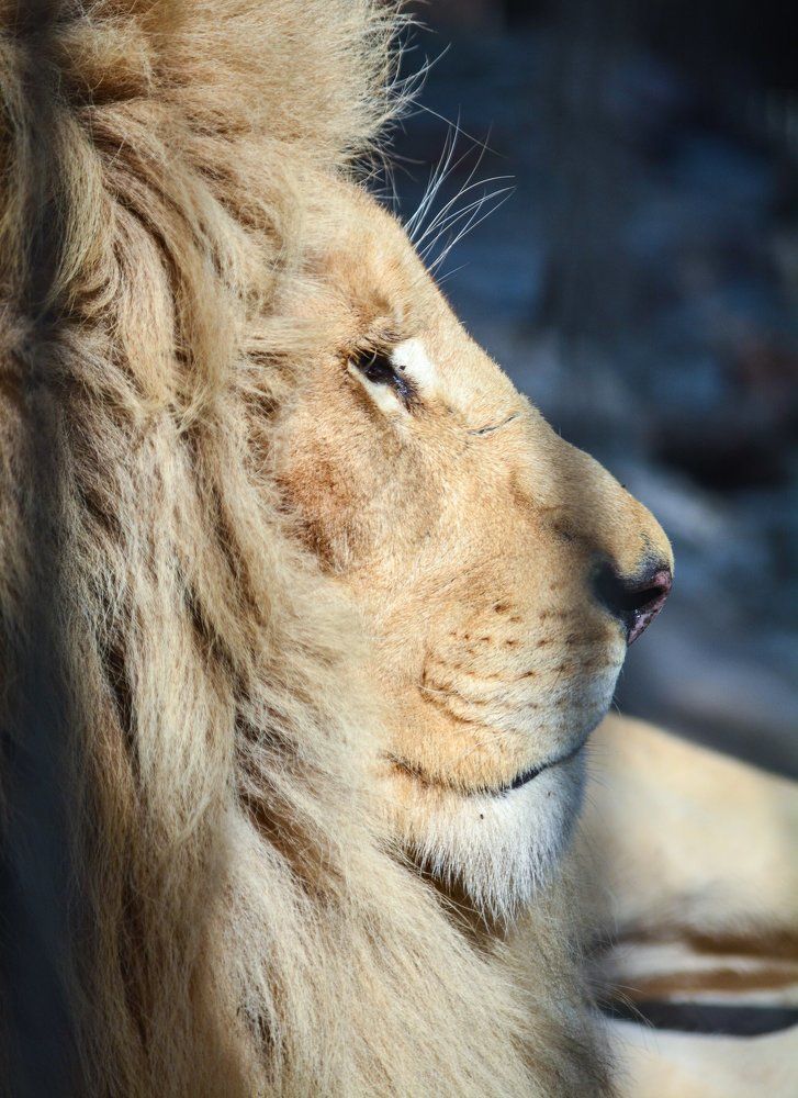 Лева в профиль