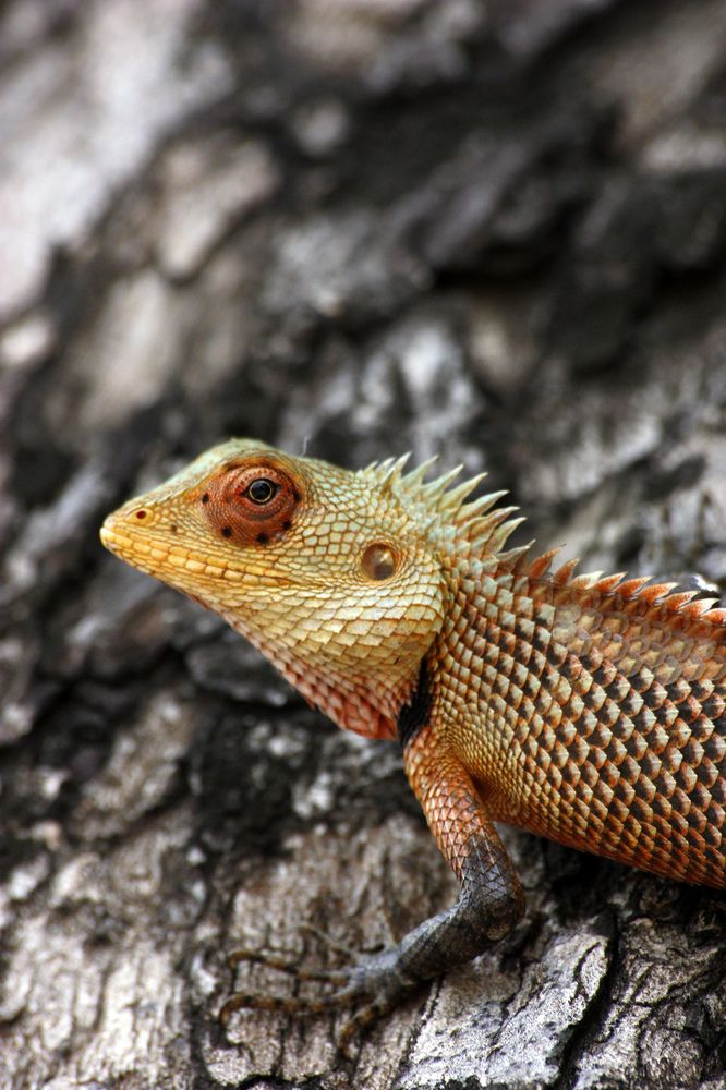 Calotes lizard