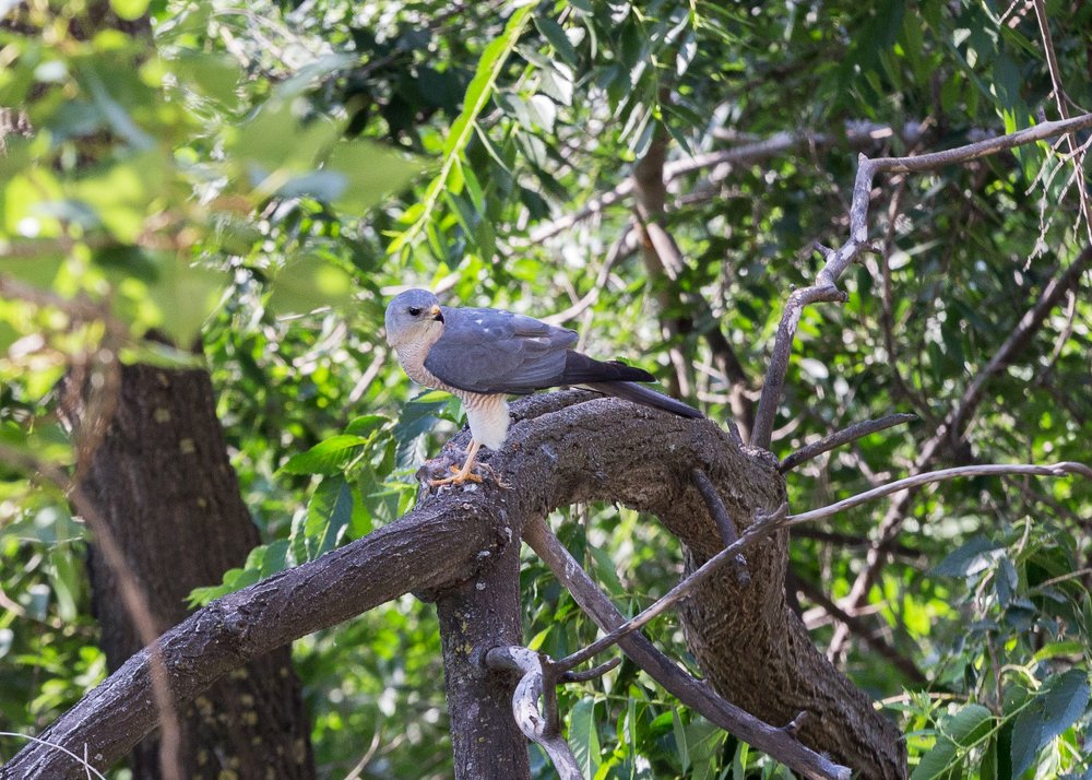 Ястреб-перепелятник