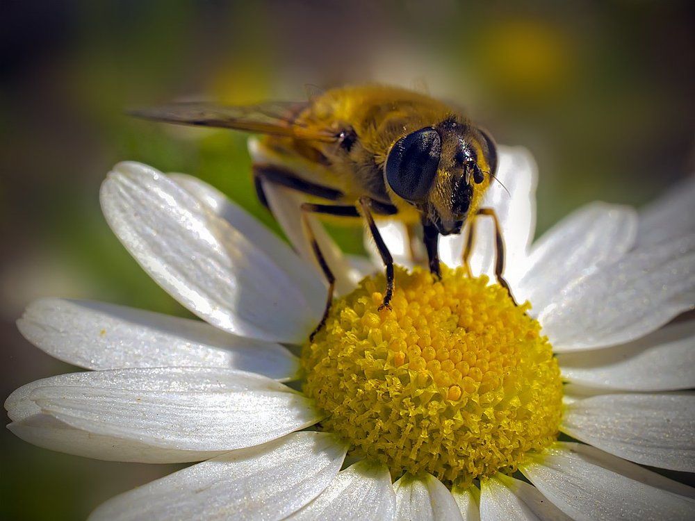 Музыкантик и ромашка.  Eristalis. Live.