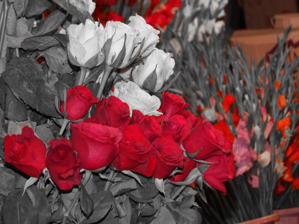 Dark Red-roses