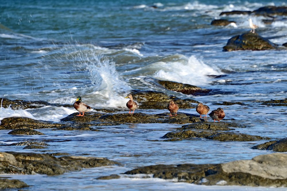 Каспийские утки