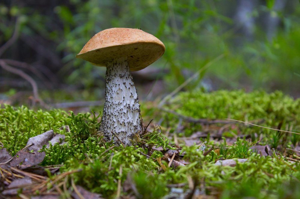 Photograph by Алексей Труханович