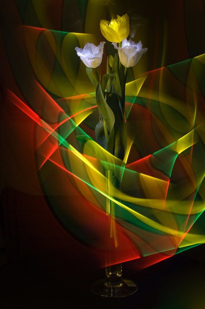 Тюльпаны. Светографика