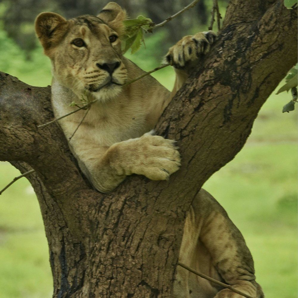 looking for new hope