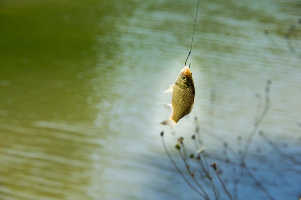 Fishy
