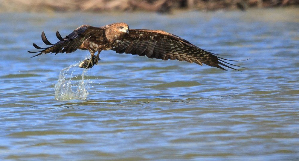 Красный коршун