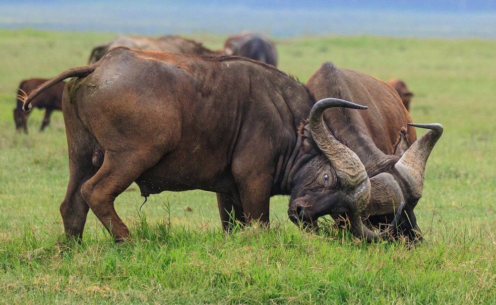 Кения- сафари