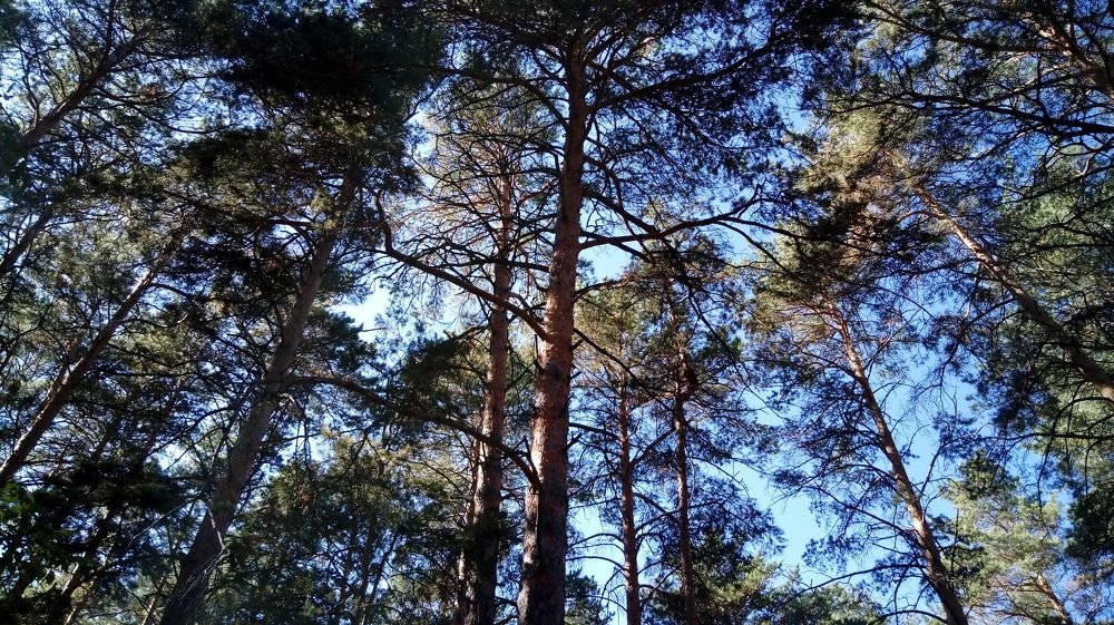 Лес. Природа Казахстана