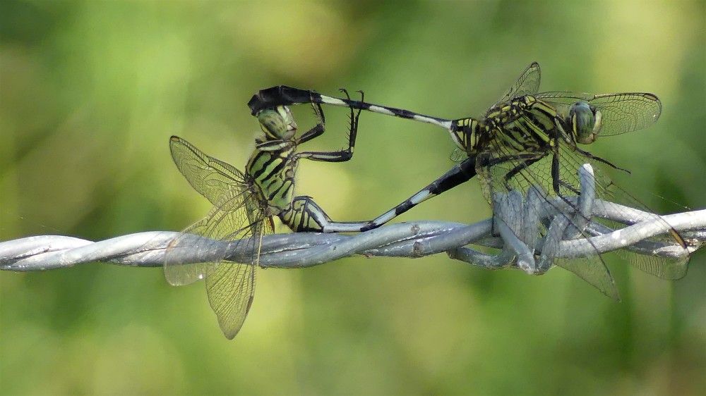 LOVE KNOWS NO BORDERS !!