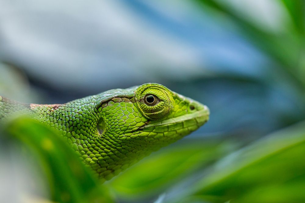 Polychrus gutturosus