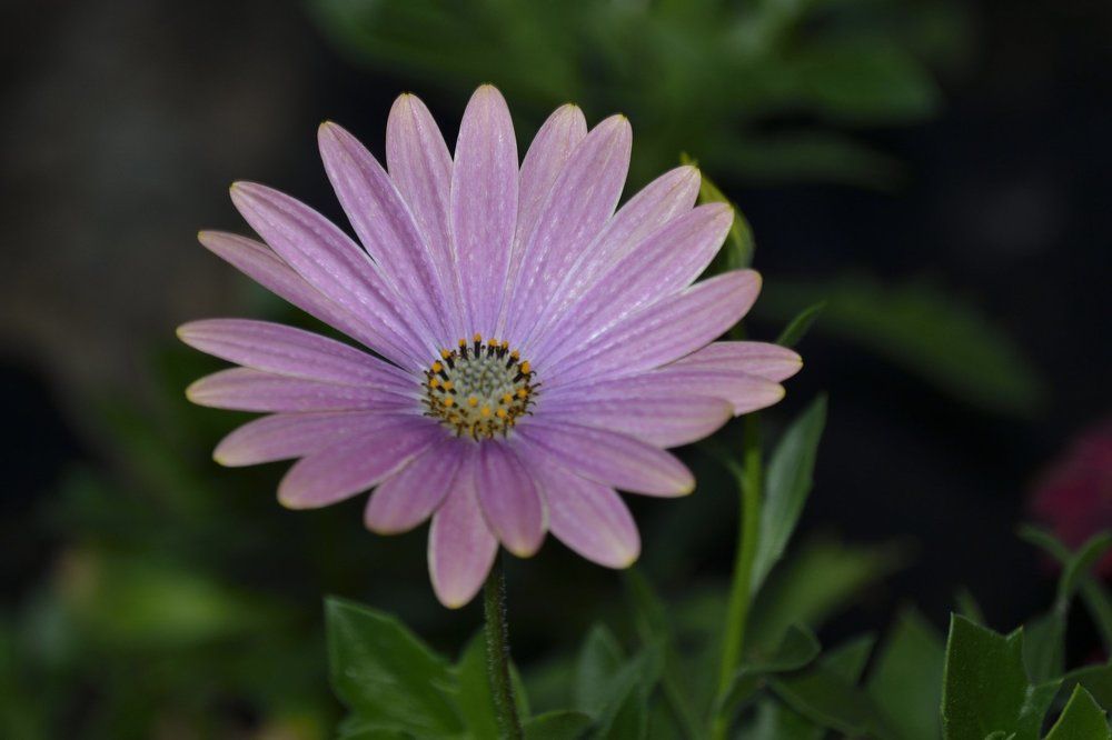 Flower time