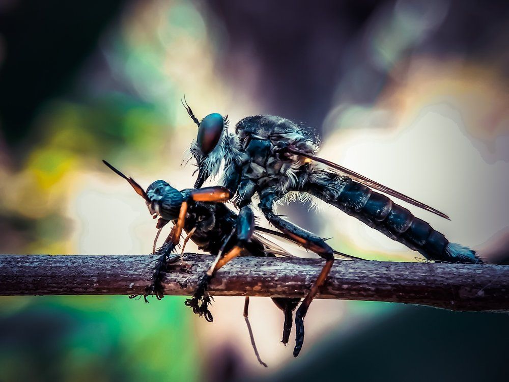 cannibal insect