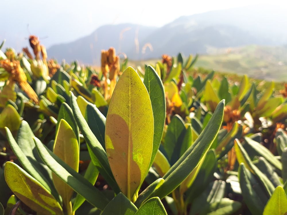 Кавказские горы