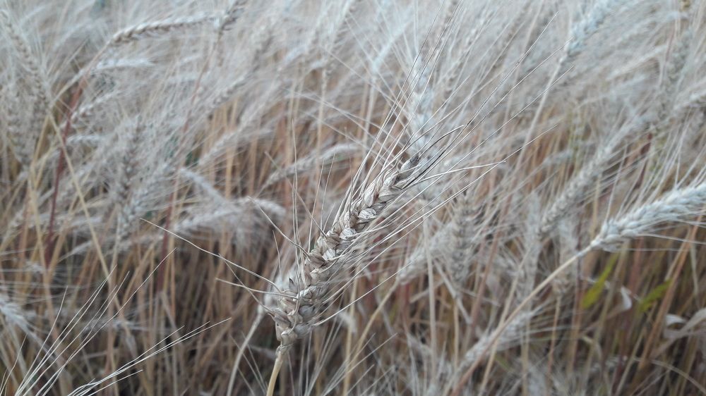 Золотой колос