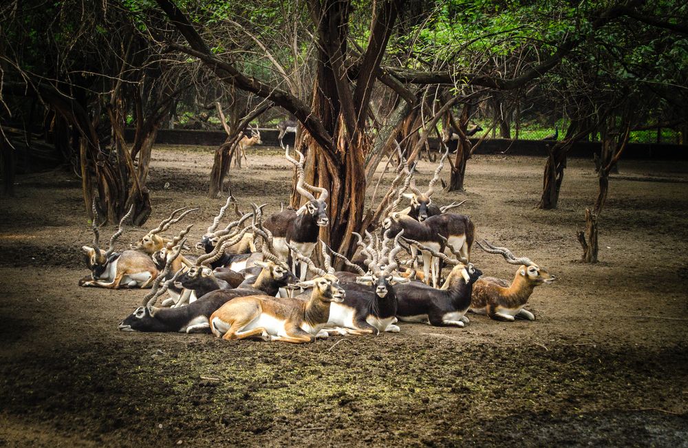 The herd of black buck enjoying the sunlight on a sunnyday.