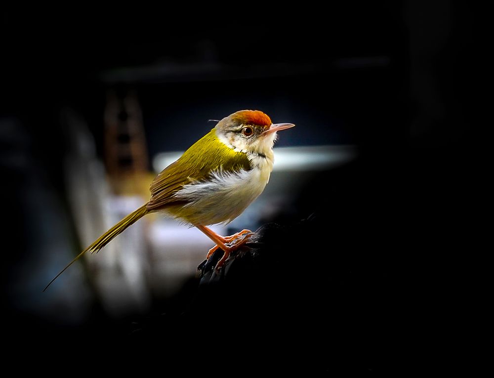 Tiny greenish bird( tailor bird)