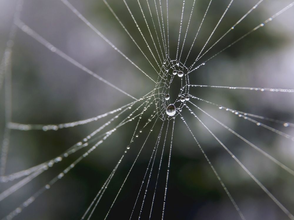 Сокровища леса..