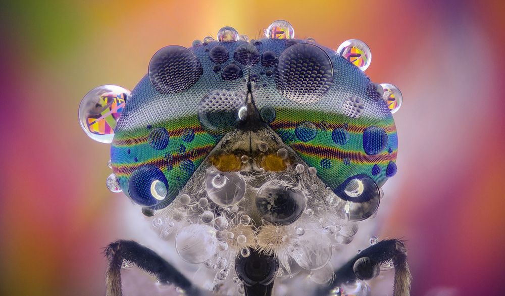 Слепень / Horsefly