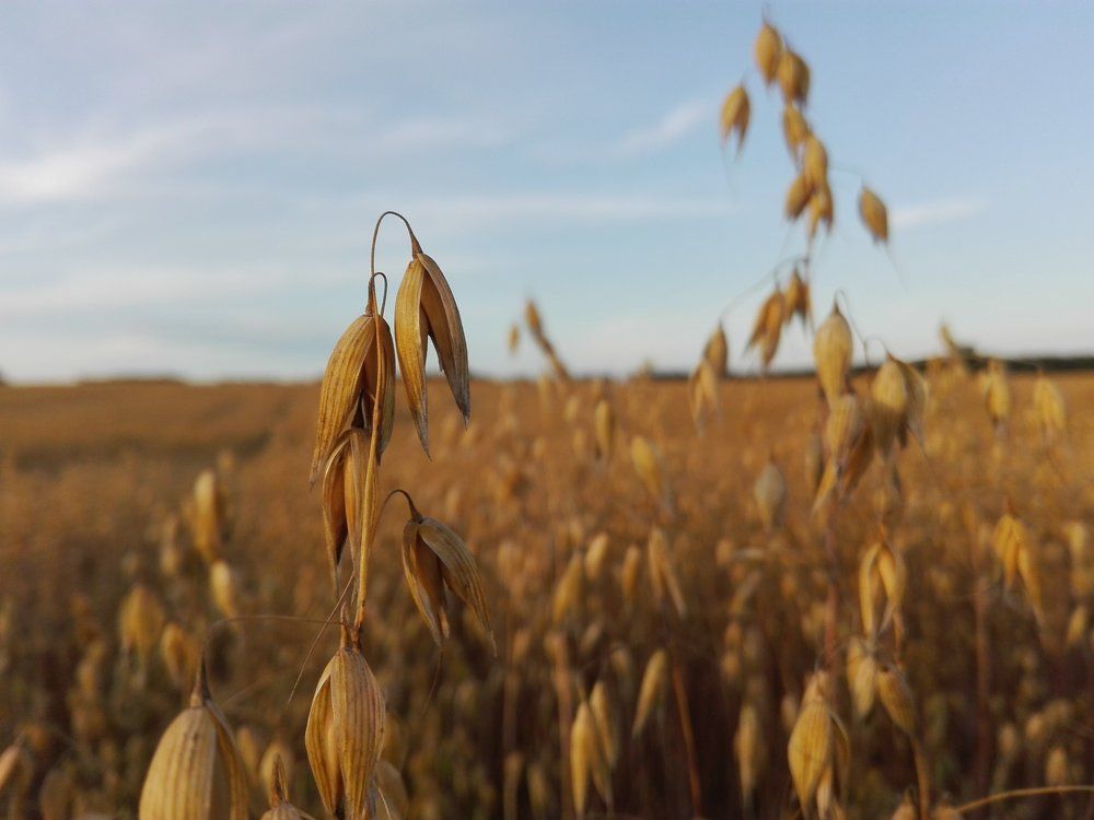 бескрайнее  поле
