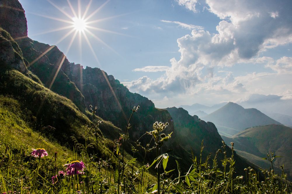 цветы в горах