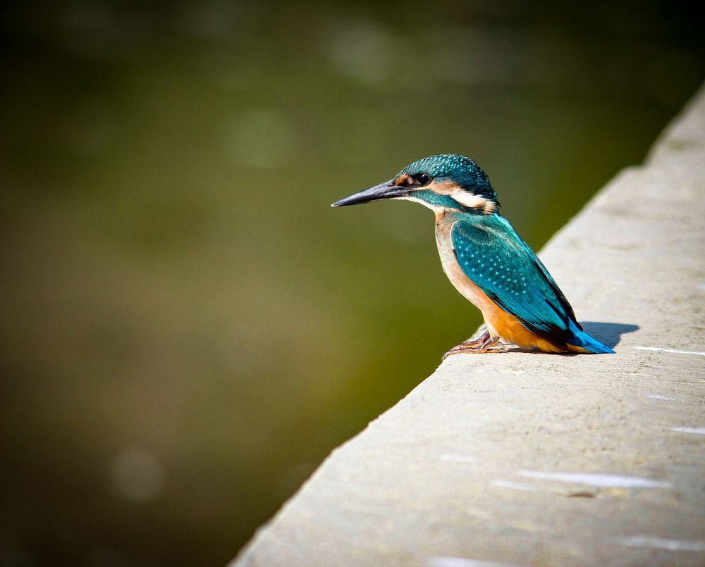 Kingfisher