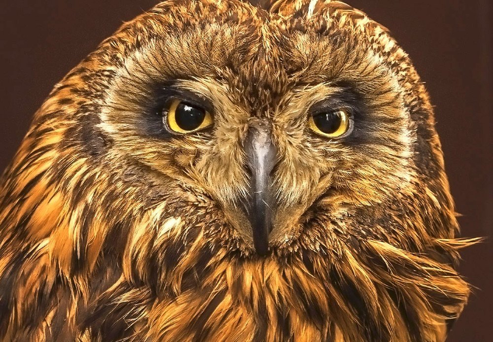 Болотная сова