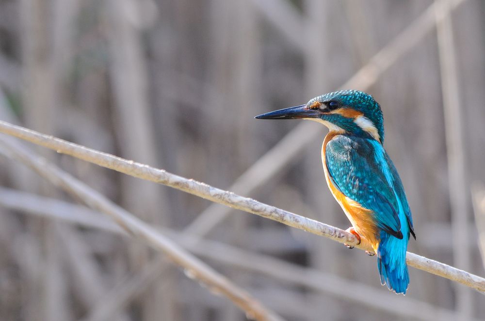Kingfisher