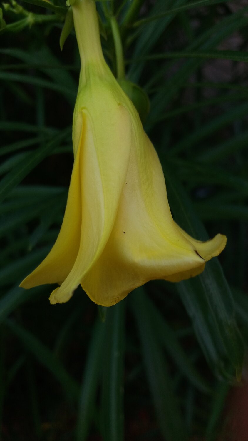 beauty of nature