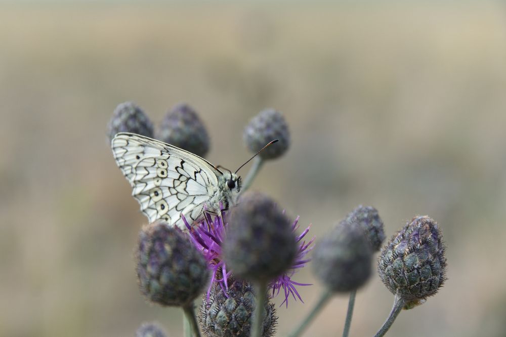 Портрет бабочки