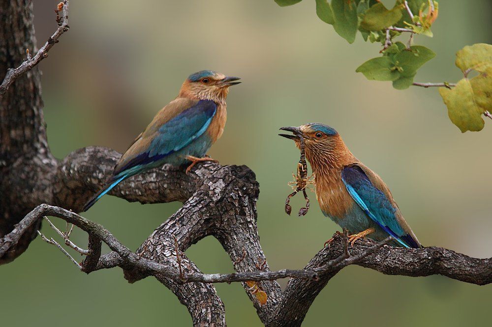 Indian roller with the scorpion catch