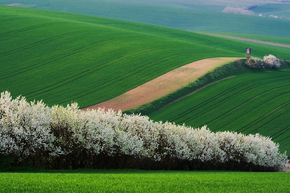 Поля Южной Моравии