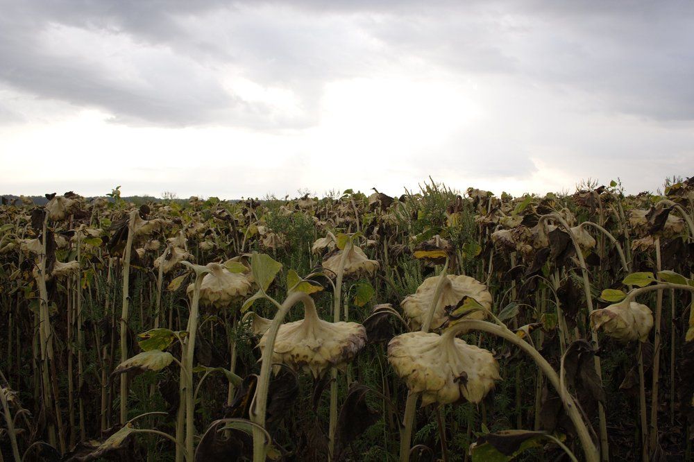 Подсолнухи созрели.