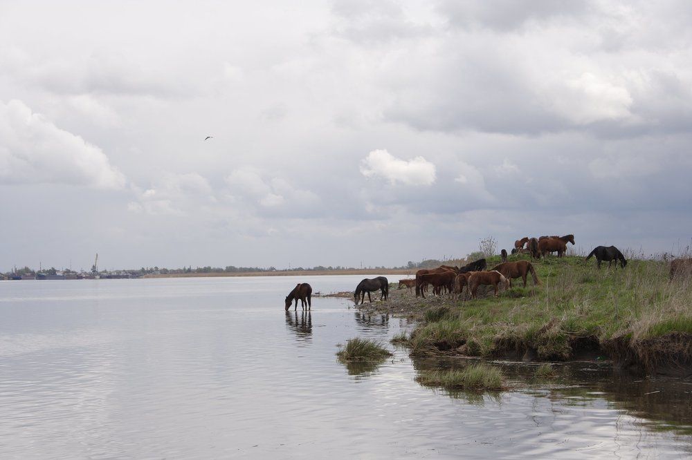 На водопое.