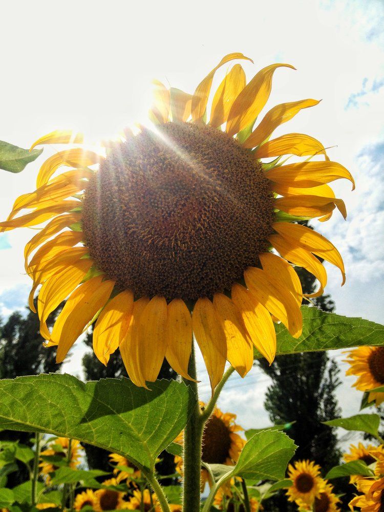 Photograph by Котова Лиза
