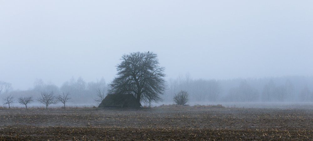 Птица. Дерево. Туман