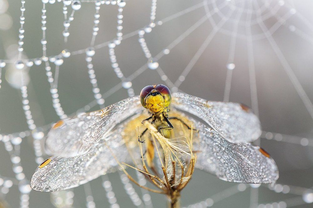 Хрустальное утро.