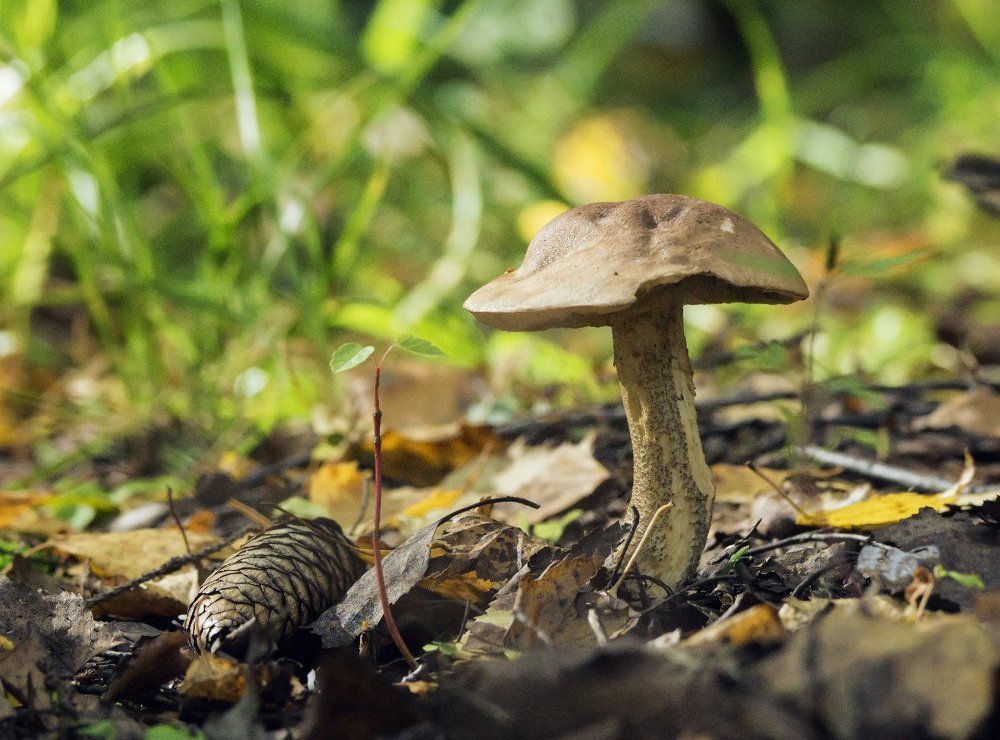 Дары  осени