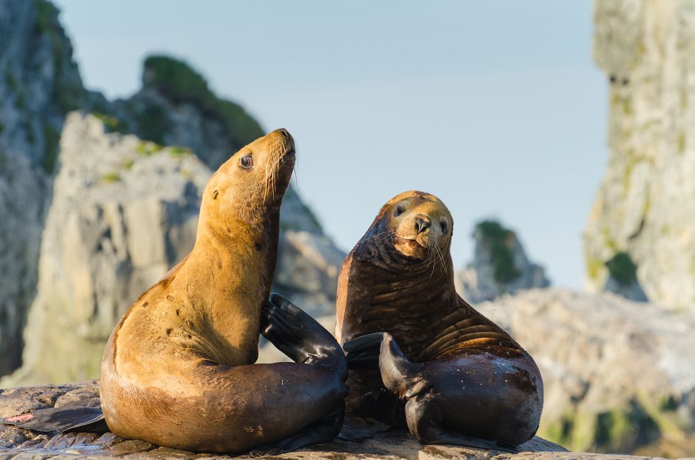 Молодые сивучи